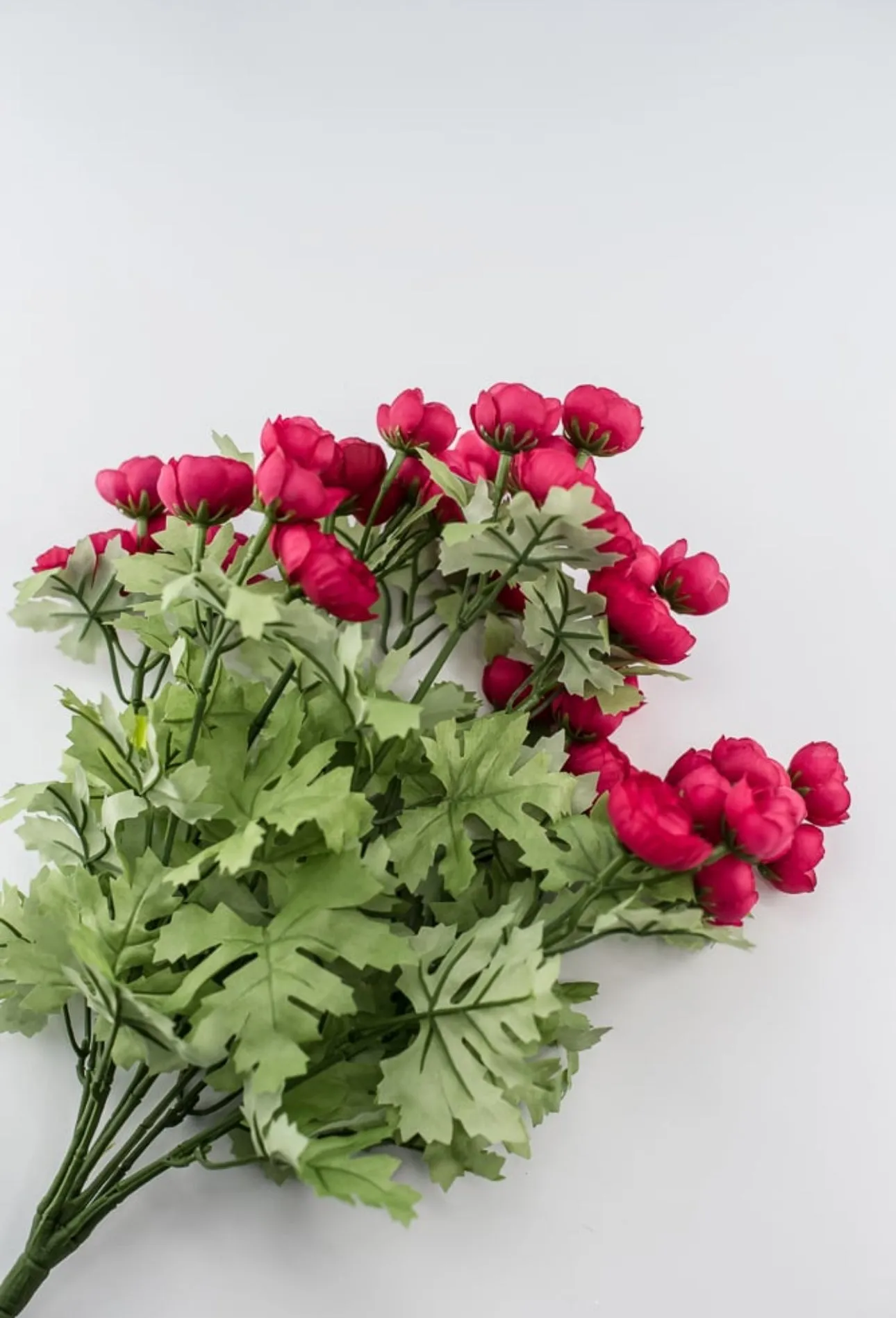 Beauty Pink ranunculus bush