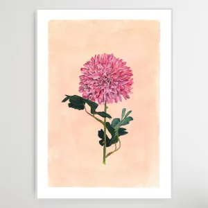 Chrysanthemum Print | Kerrie Knuckey Art