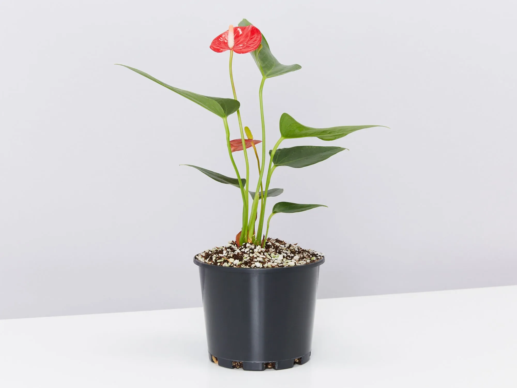 Eco Friendly ♻️ Potted Gift Box - Anthurium