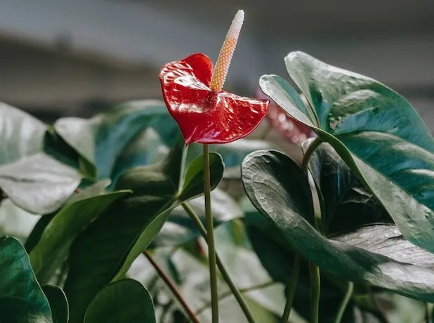 Eco Friendly ♻️ Potted Gift Box - Anthurium