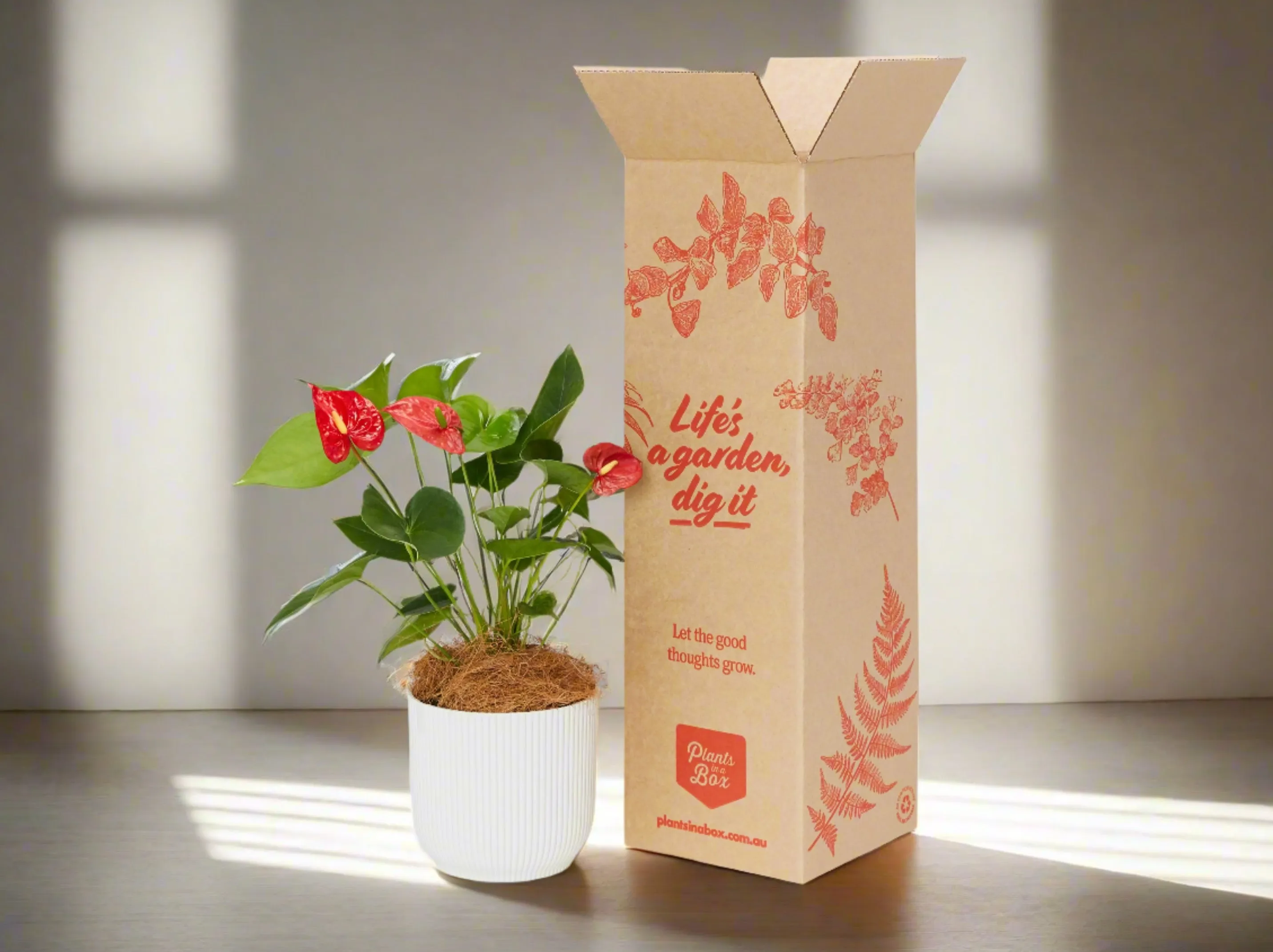 Eco Friendly ♻️ Potted Gift Box - Anthurium