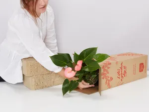 Eco Friendly ♻️ Potted Gift Box - Anthurium