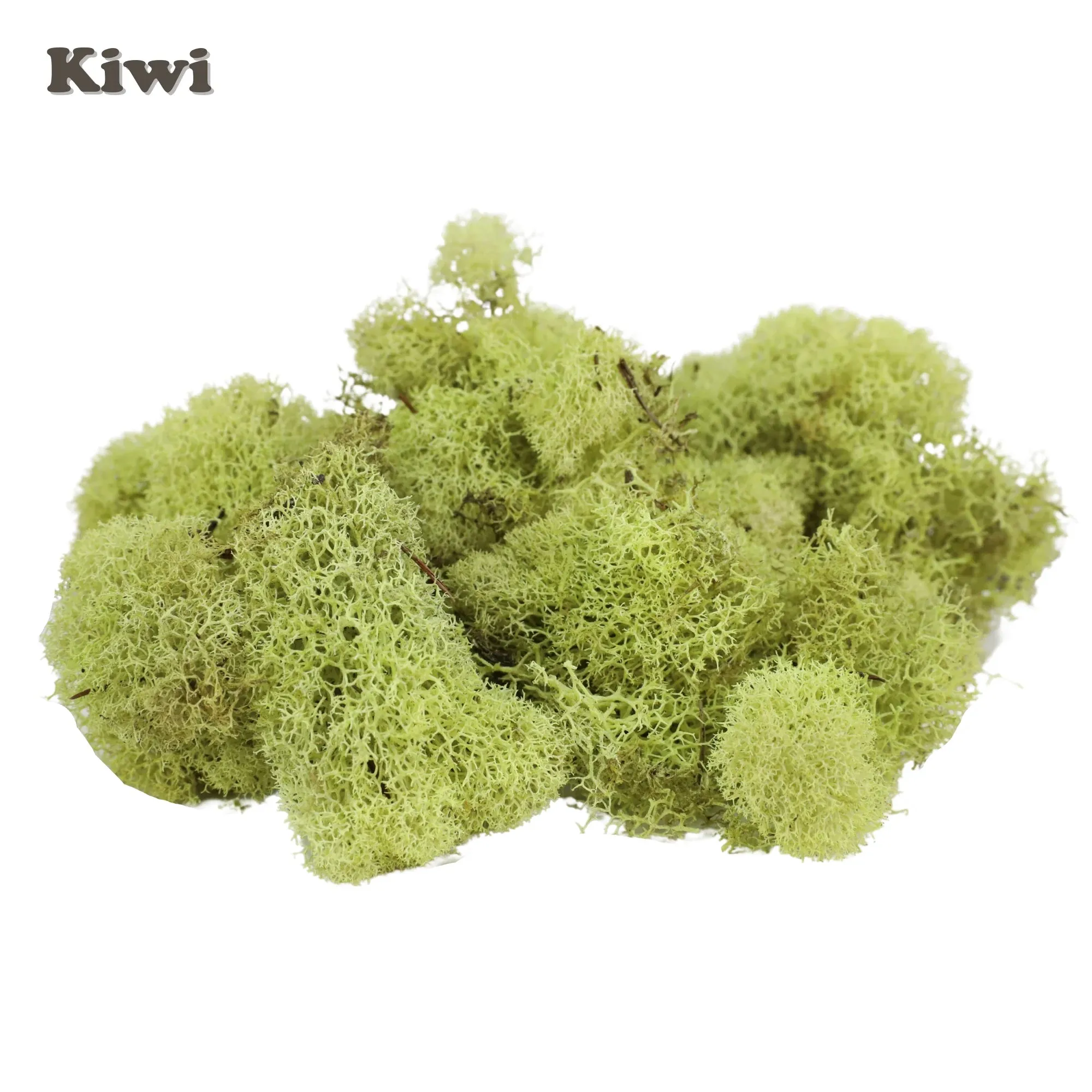 Kiwi Reindeer Moss