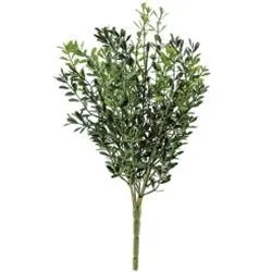 New England Boxwood Bush, 11-1/2"